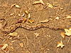 Click image for larger version. 

Name:	Yipes Snake.JPG 
Views:	280 
Size:	1.50 MB 
ID:	554