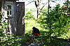 Click image for larger version. 

Name:	geocaching,flowers,2007 079.jpg 
Views:	192 
Size:	2.21 MB 
ID:	439