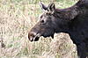 Click image for larger version. 

Name:	moose,seasmoke,deerislebridge 038.jpg 
Views:	144 
Size:	946.0 KB 
ID:	422