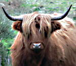 Billy Twigger's Avatar