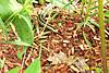 243Garter_Snake.JPG 243Garter_Snake.JPG