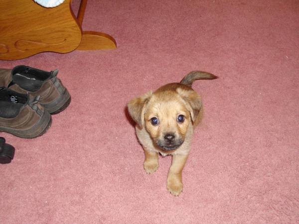 Nutmeg the GeoWonderDog II