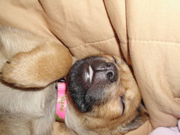 Nutmeg the GeoWonderDog II