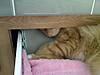 CatInDrawer.JPG
