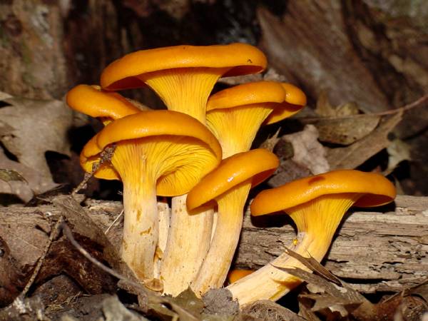 Jack-O-Lantern Mushrooms
