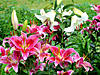 25DSC00071_edited-copy.JPG 25DSC00071_edited-copy.JPG