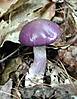 73Purple_Mushroom.jpg 73Purple_Mushroom.jpg