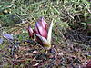 Flower_BCF.jpg Flower_BCF.jpg