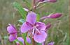 fireweed2.jpg fireweed2.jpg